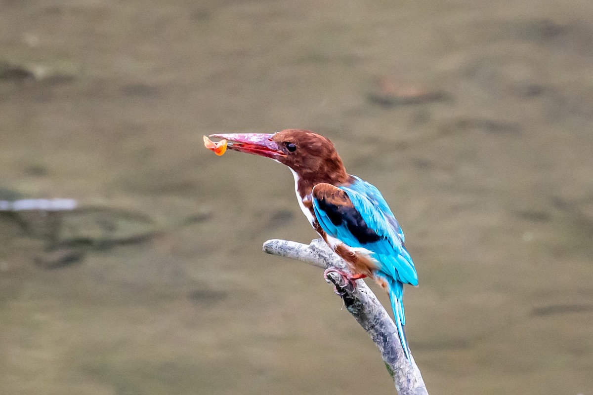 White-throated Kingfisher - ML262617391