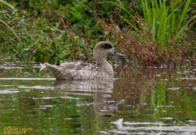 Marbled Duck - ML262617831