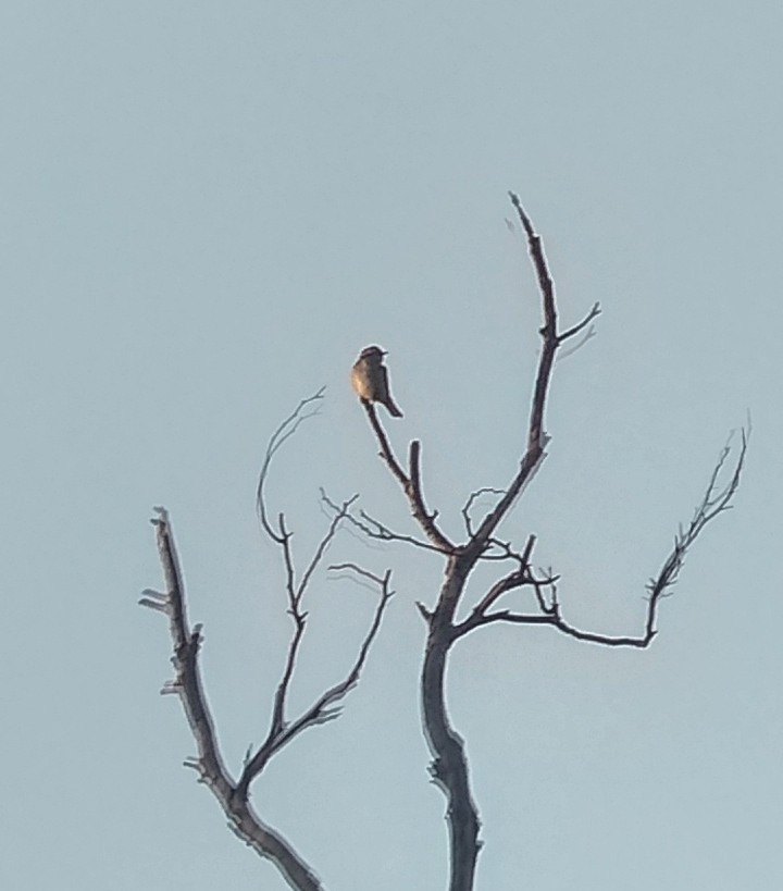 Horsfield's Bronze-Cuckoo - ML262619281