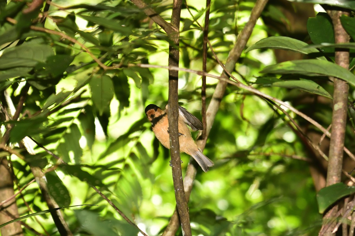 Mésange d'Iriomote - ML262619471