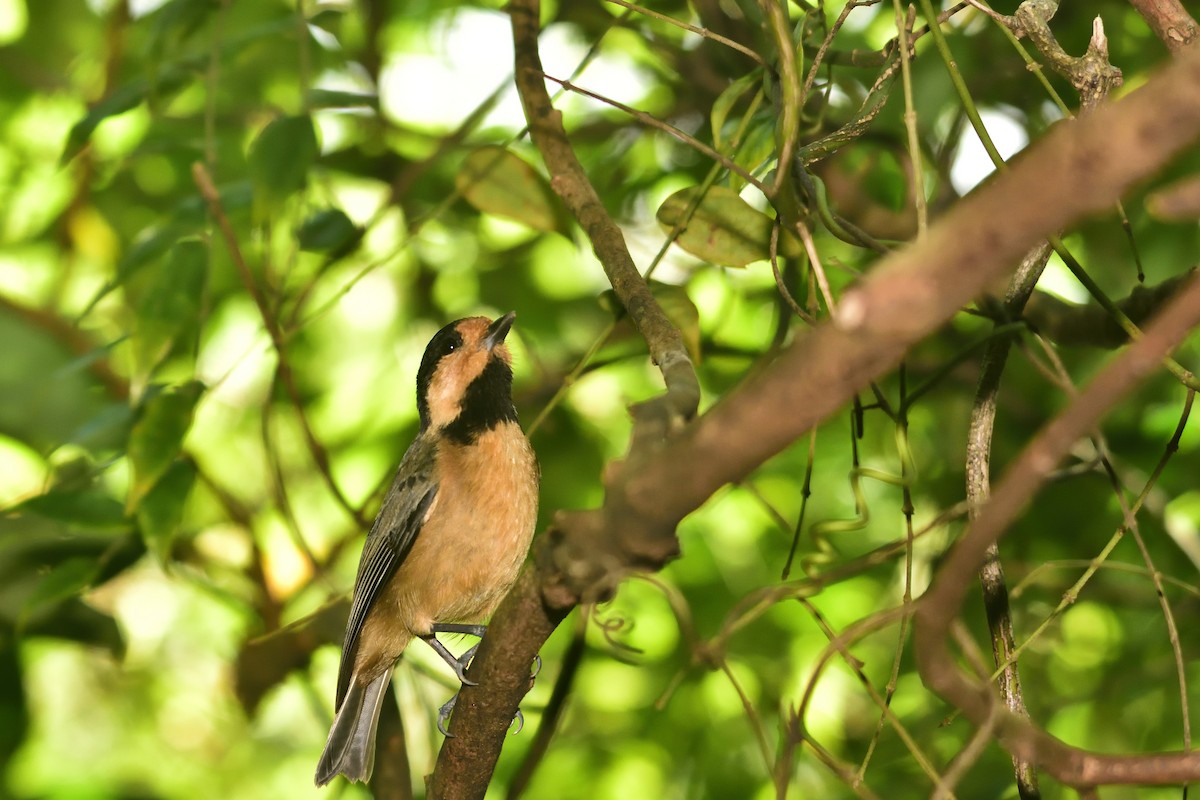 Mésange d'Iriomote - ML262619521