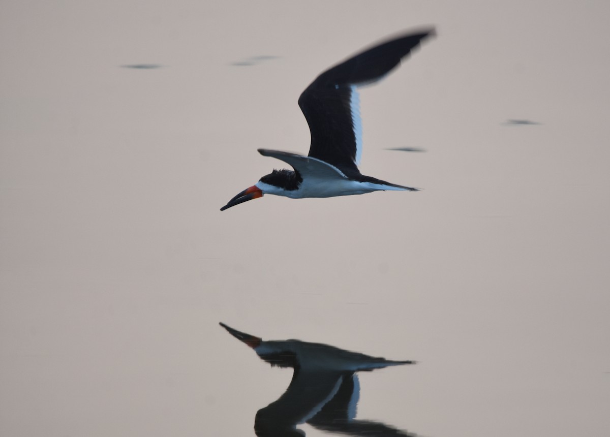 Black Skimmer - ML262620191