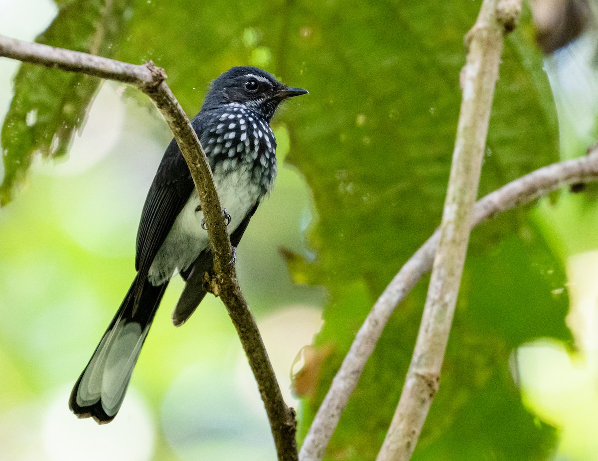 Spotted Fantail - Wilbur Goh