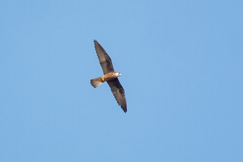 Eleonora's Falcon - ML262621701