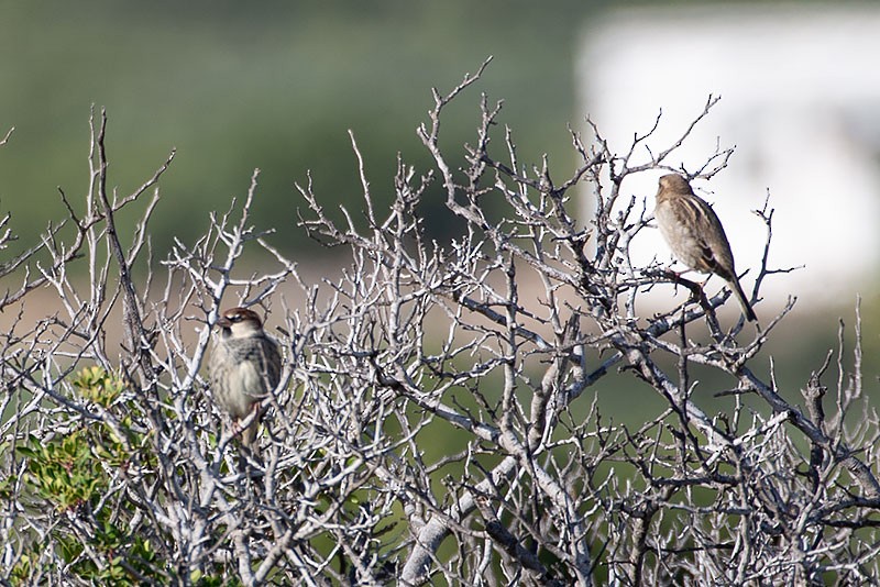 Spanish Sparrow - ML262621781