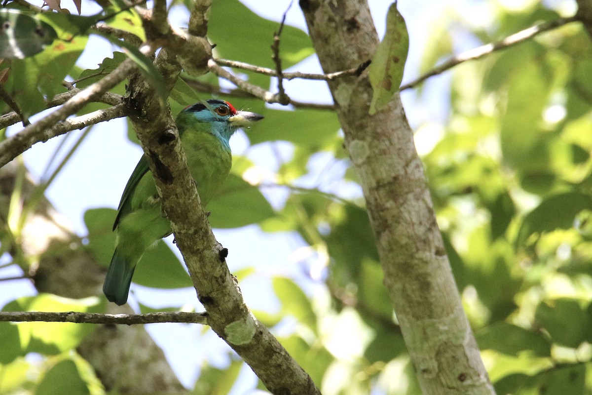 Blue-throated Barbet - ML262622381