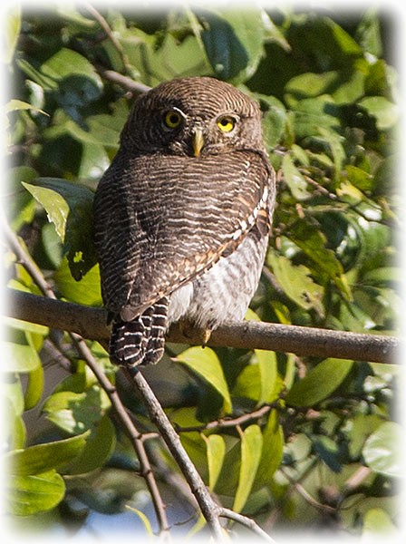 Spotted Owlet - ML262623691