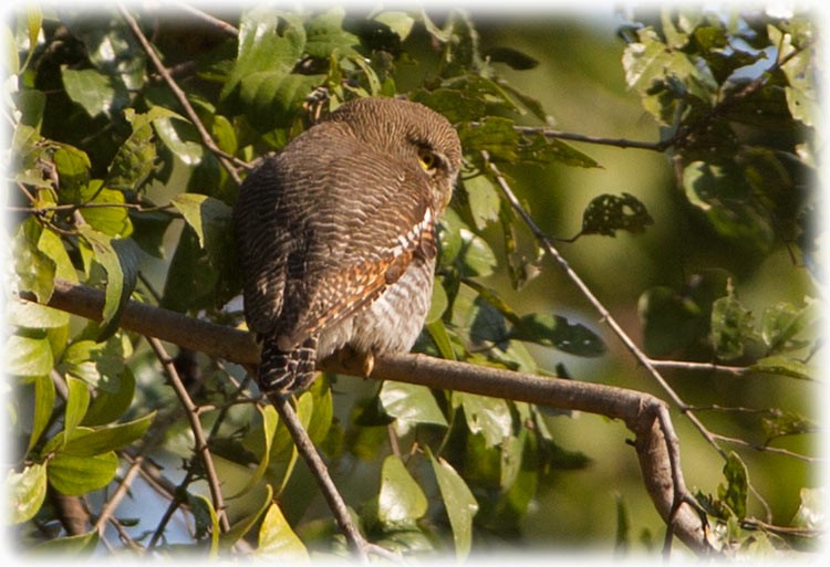 Spotted Owlet - ML262623701