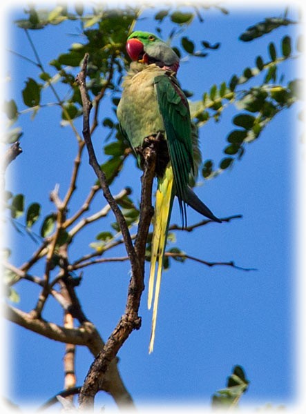 Alexandrine Parakeet - www.aladdin .st