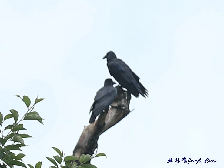 Large-billed Crow (Eastern) - ML262624181