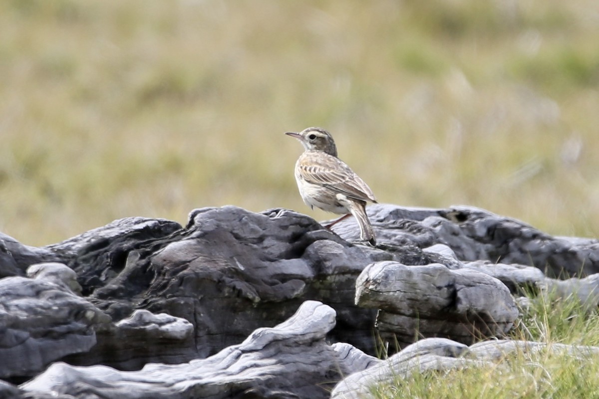 Australian Pipit - ML262625021