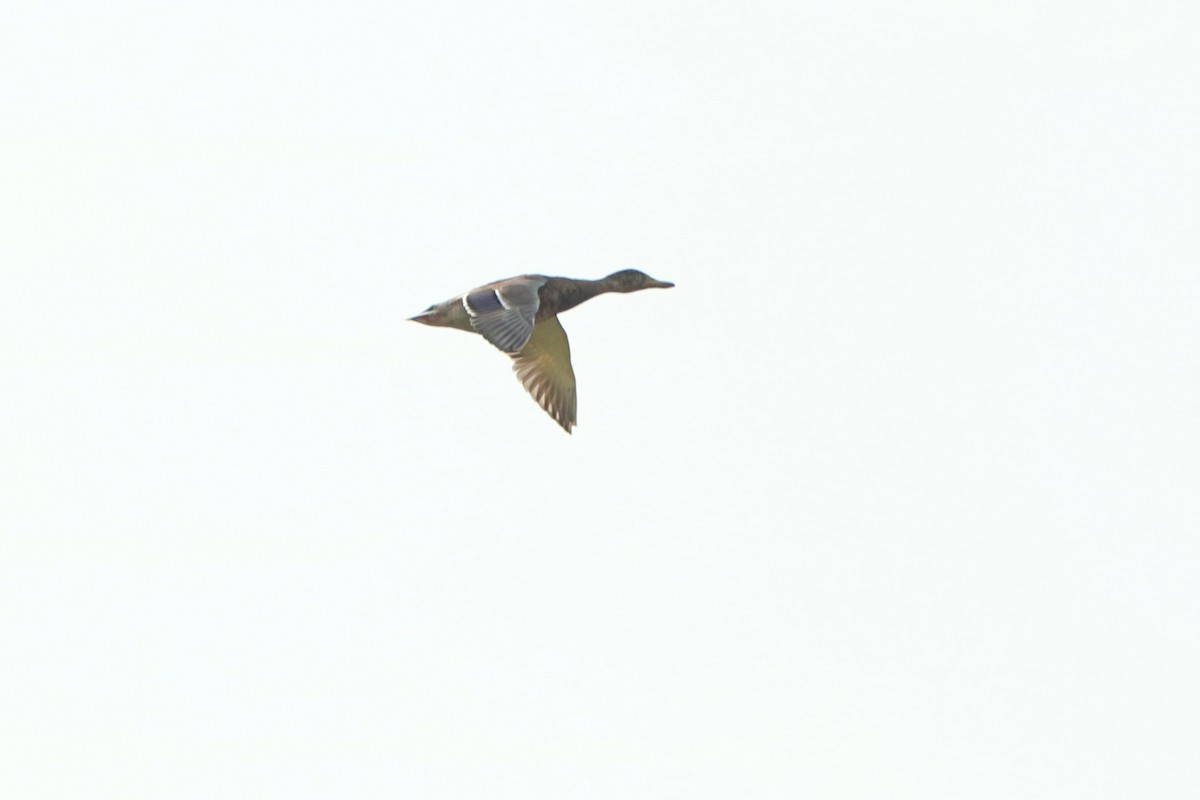 Stockente - ML262626321