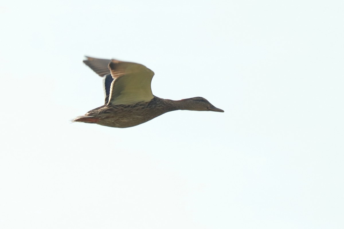 Stockente - ML262626331