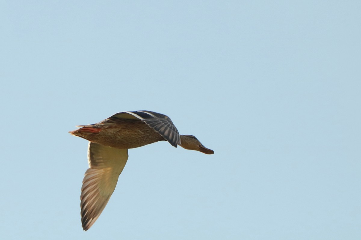 Stockente - ML262626371