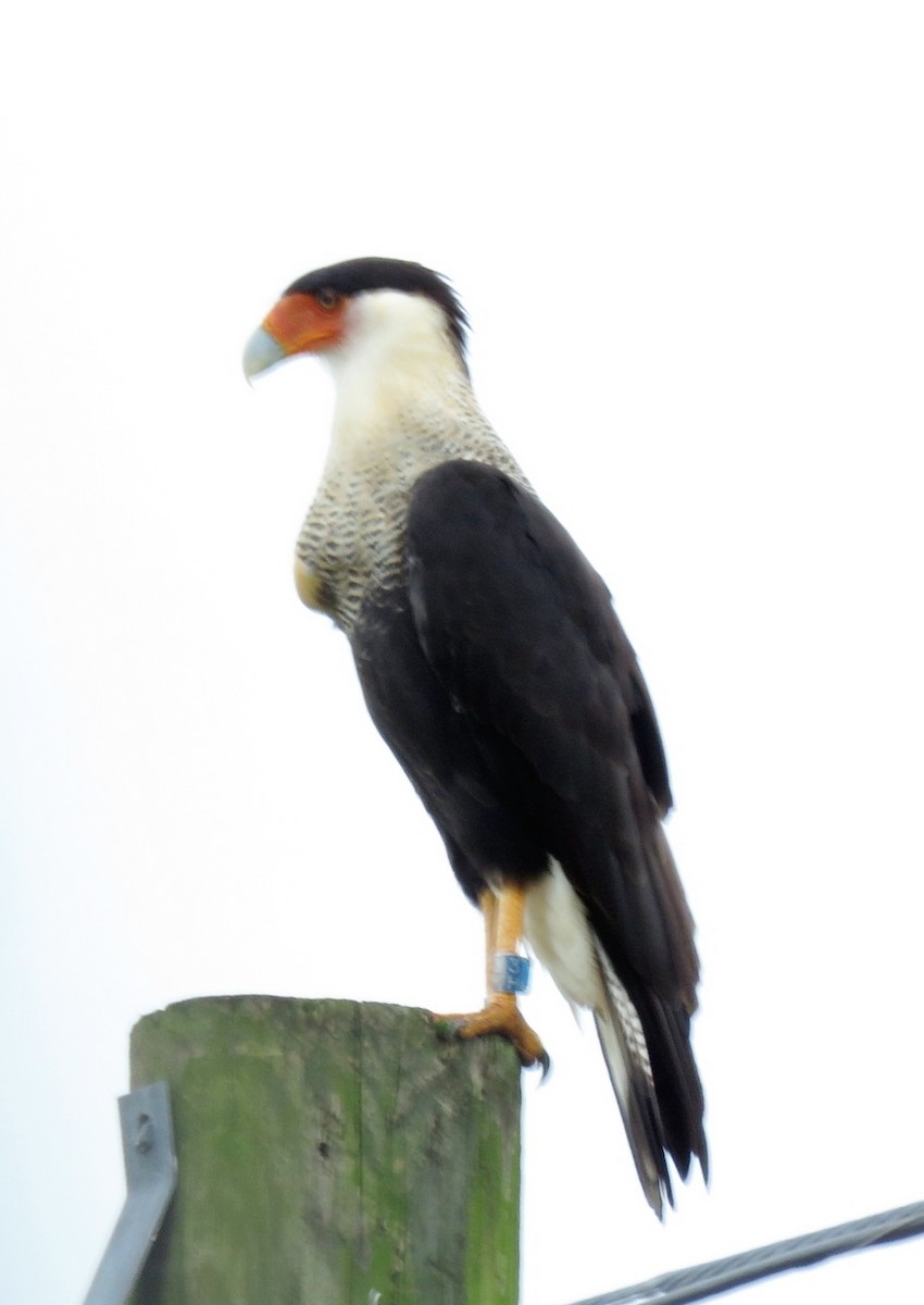 Crested Caracara (Northern) - ML262626561