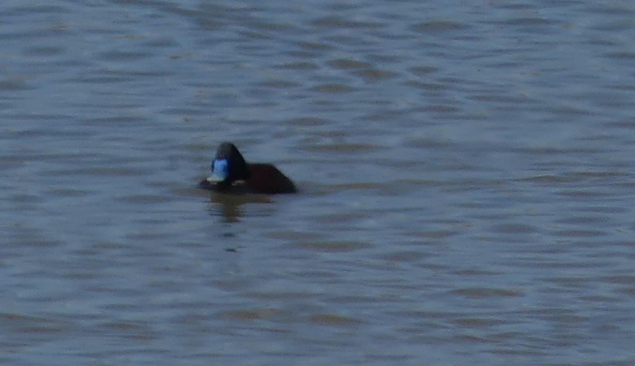 Blue-billed Duck - Andrew Sides