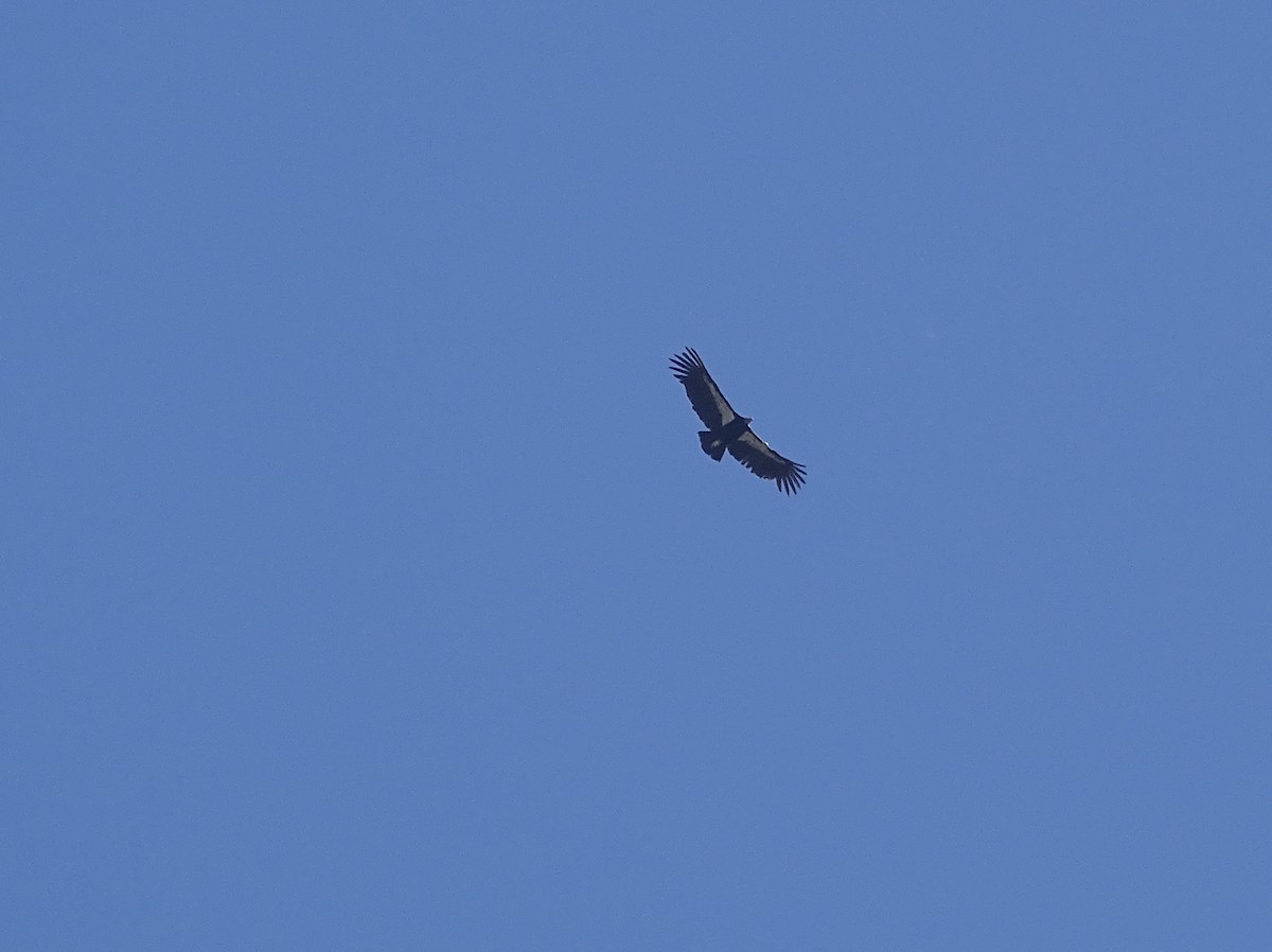 Condor de Californie - ML26262671