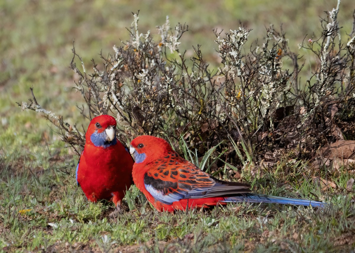 Crimson Rosella - ML262628751