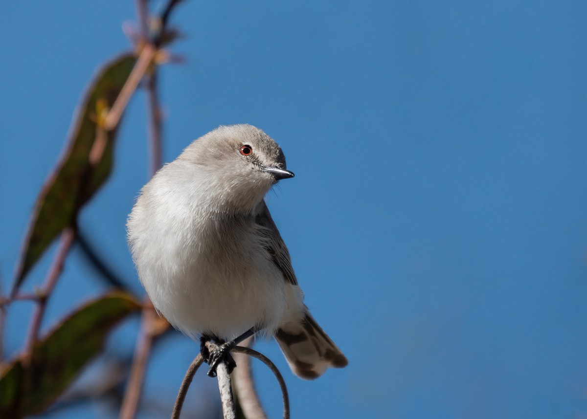 Western Gerygone - ML262628851