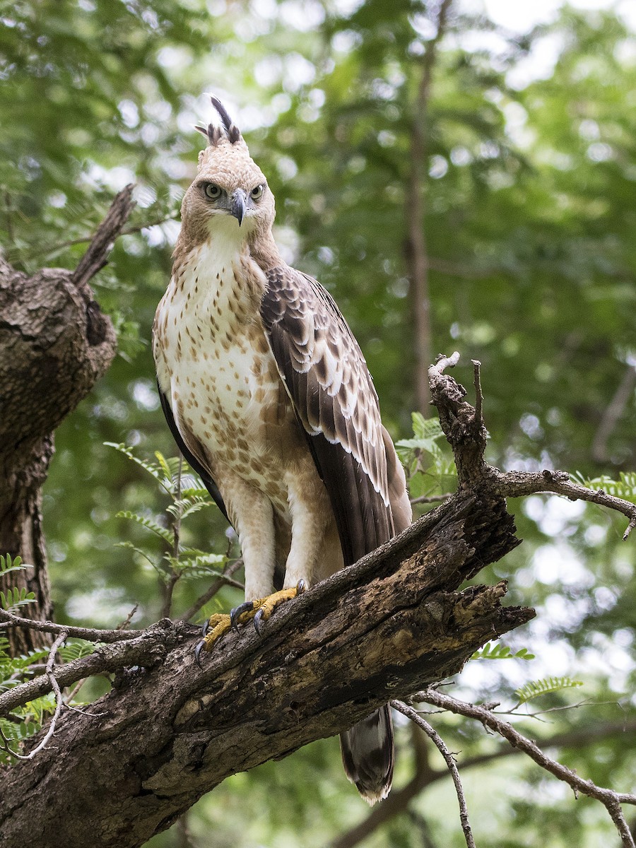 Changeable Hawk-Eagle (Crested) - Garima Bhatia