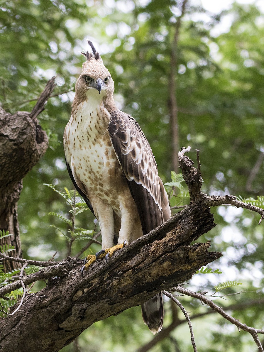 Aigle huppé (cirrhatus/ceylanensis) - ML262628861