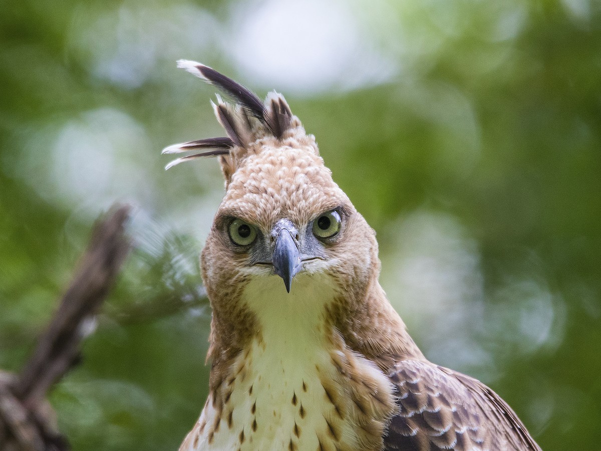 Changeable Hawk-Eagle (Crested) - ML262628881