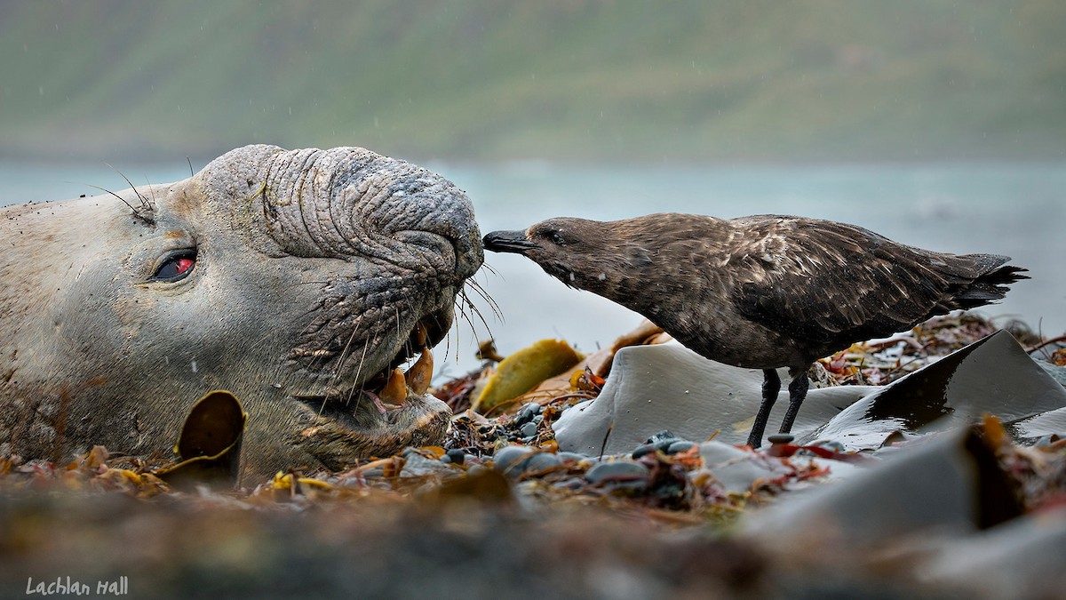 Brown Skua - ML262629681