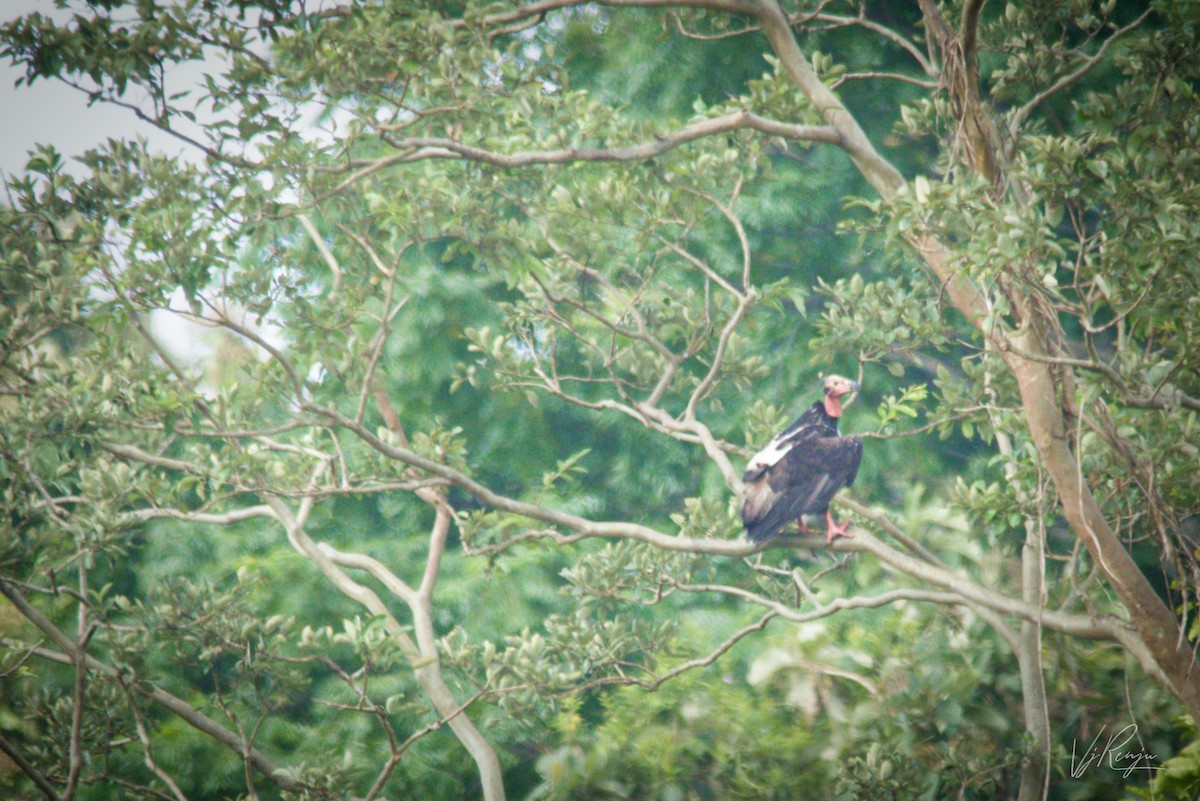Red-headed Vulture - ML262631531