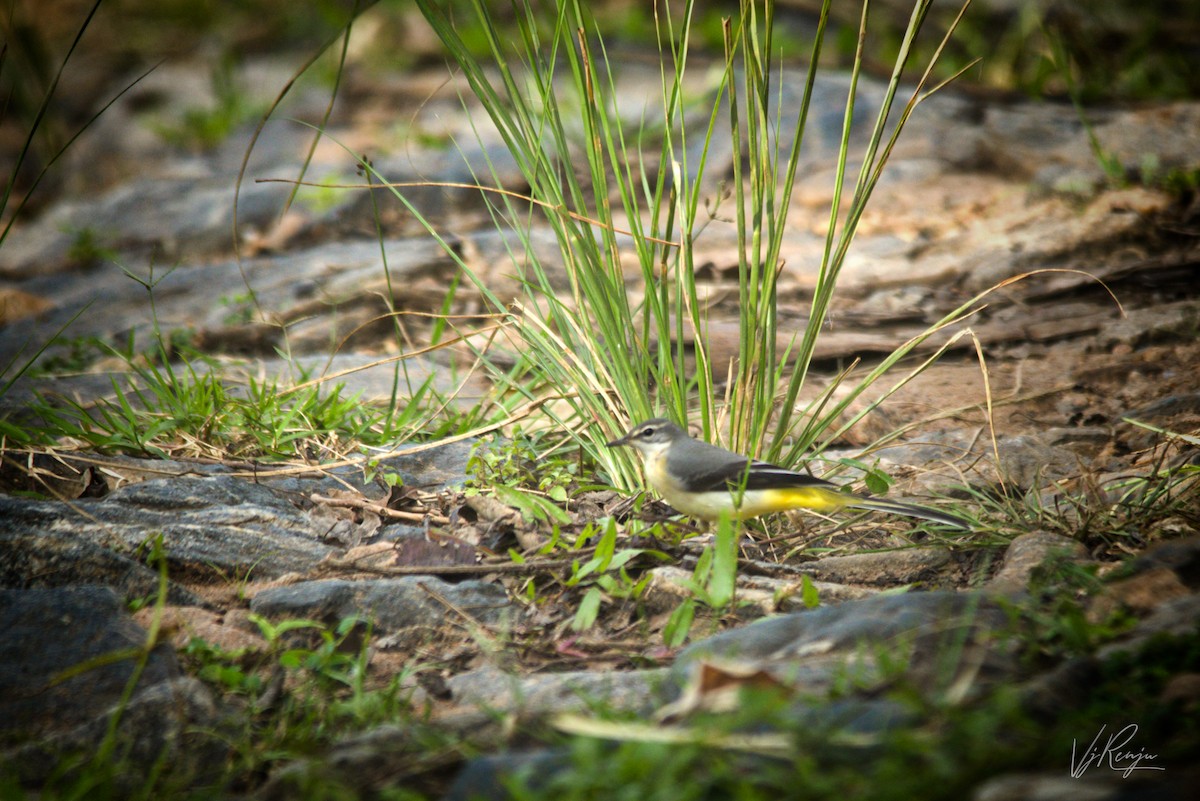 Gray Wagtail - ML262631631