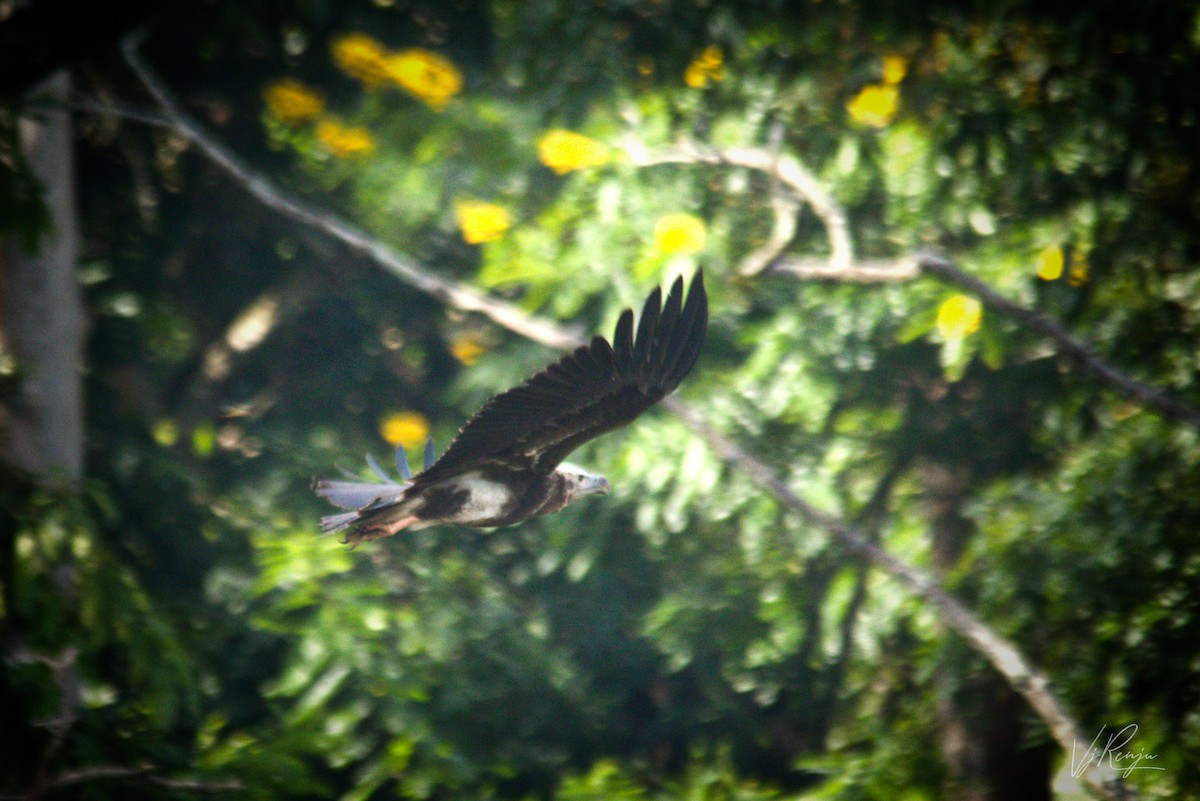 Red-headed Vulture - ML262631781