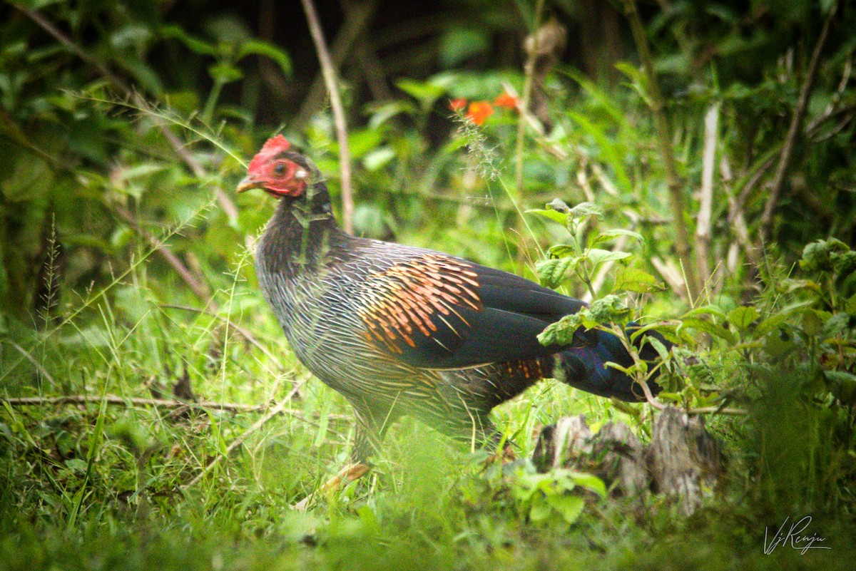 Gray Junglefowl - ML262632381