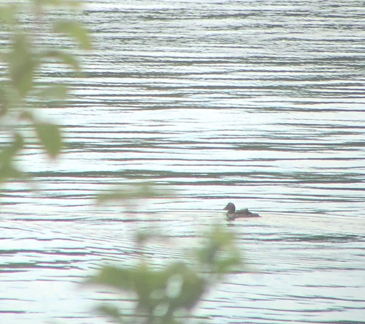 Common Eider - ML262632441