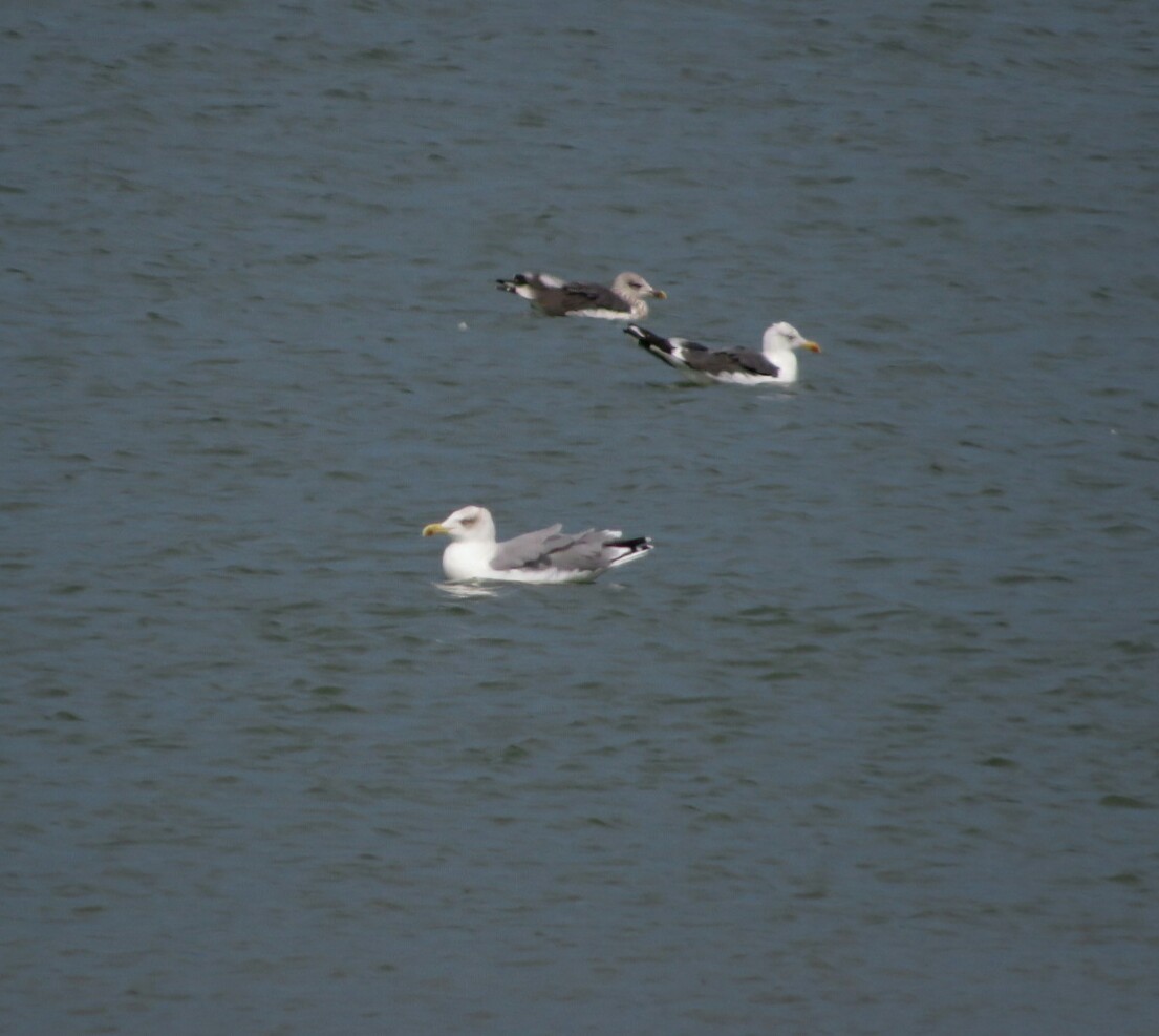 Gaviota Patiamarilla - ML262633491