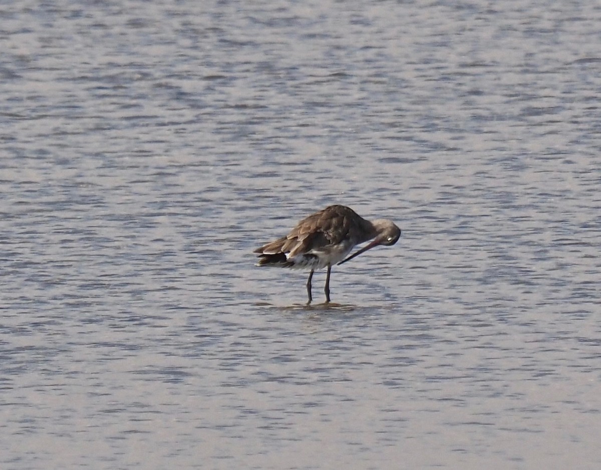 Black-tailed Godwit - ML262634361