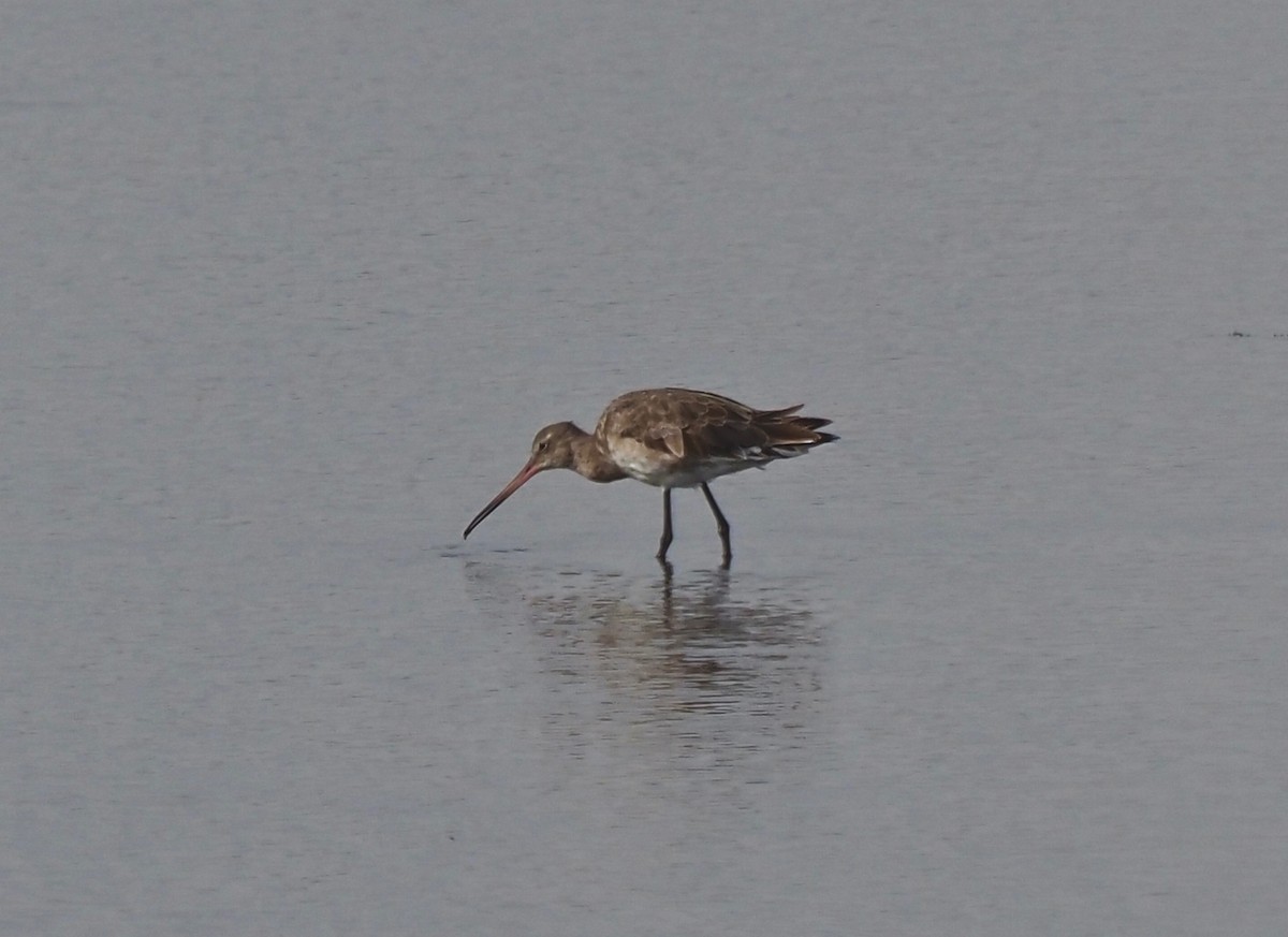 Black-tailed Godwit - Ken Glasson