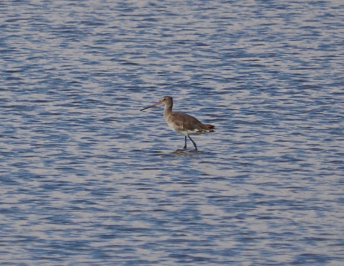 Black-tailed Godwit - Ken Glasson