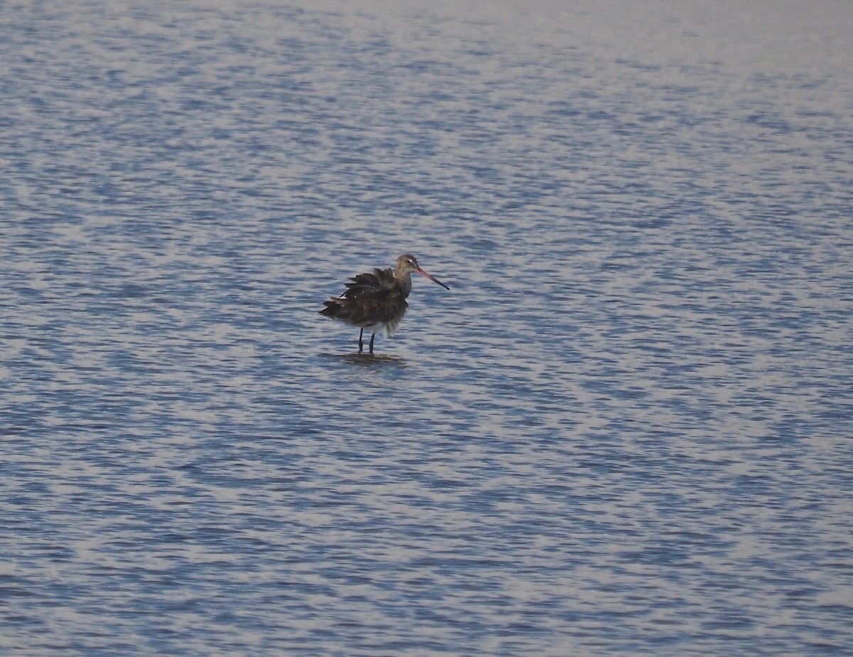 Black-tailed Godwit - ML262634461