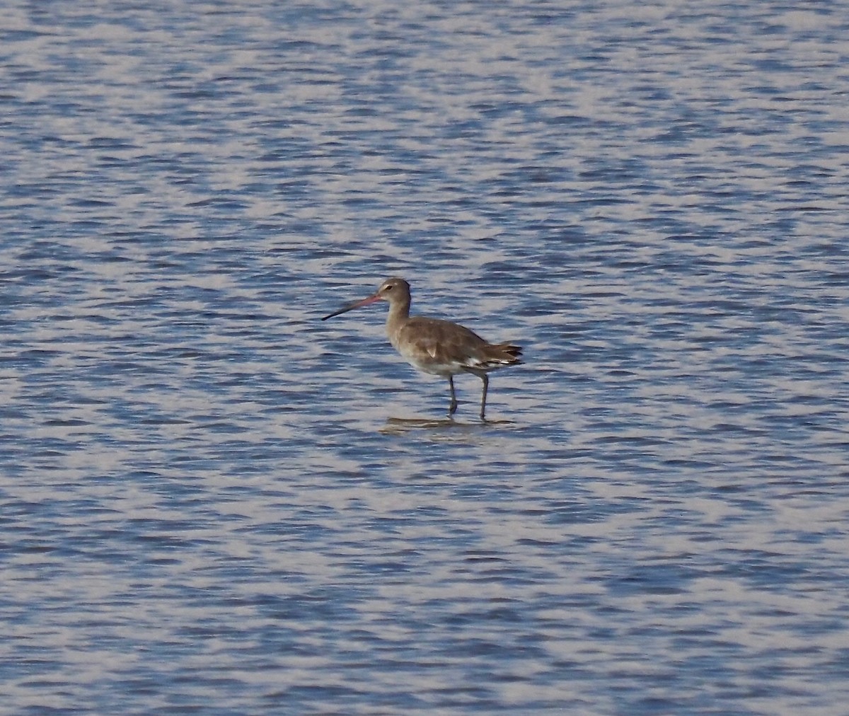 Black-tailed Godwit - Ken Glasson