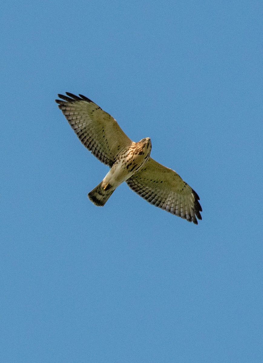 Broad-winged Hawk - ML262635291