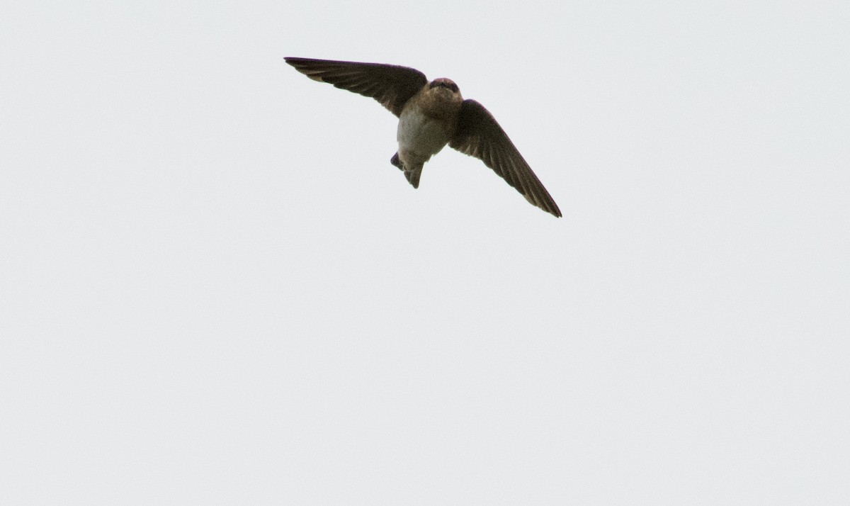 Cave Swallow - ML262635541