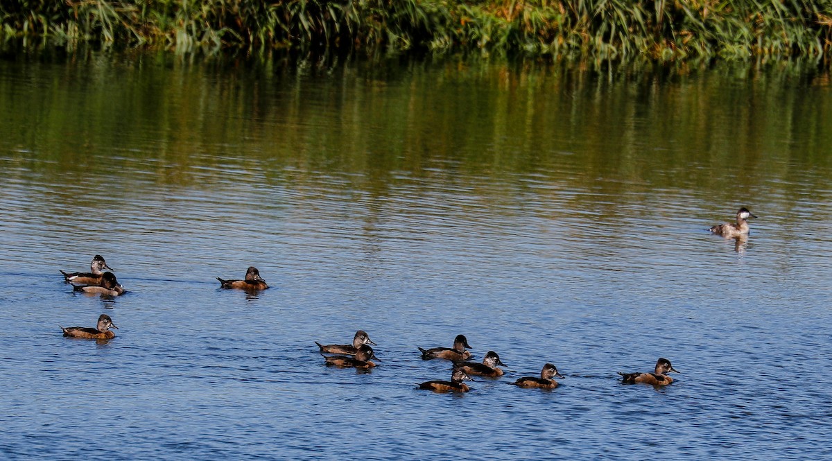 Ruddy Duck - ML262636321