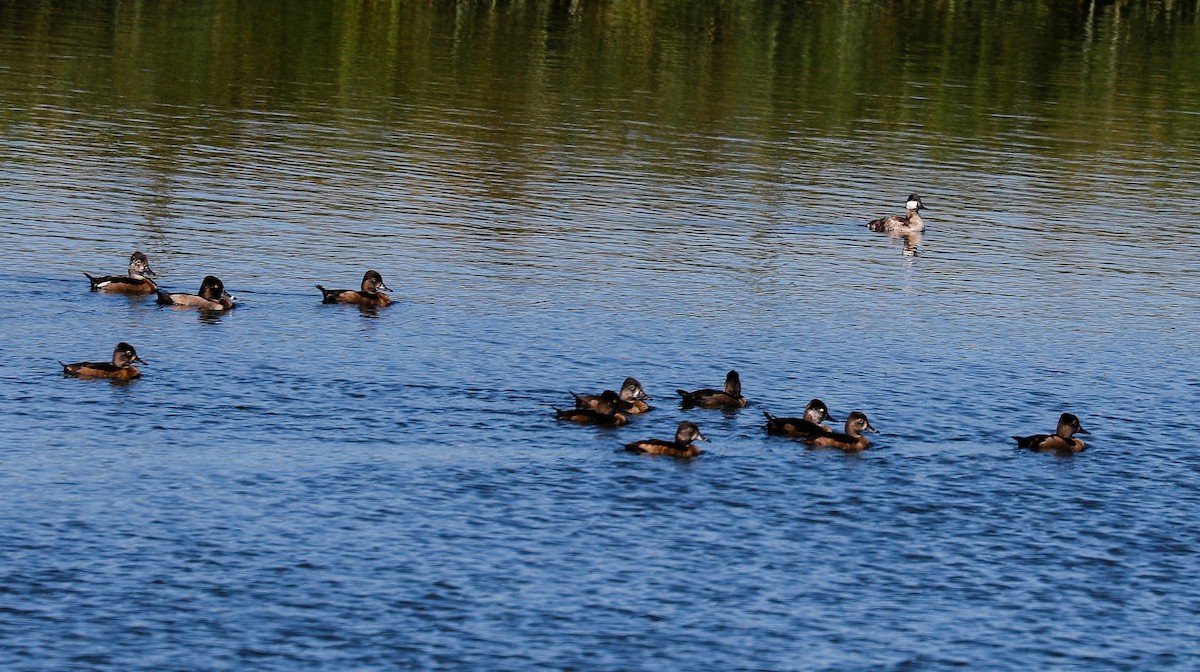 Ruddy Duck - Donna Martin