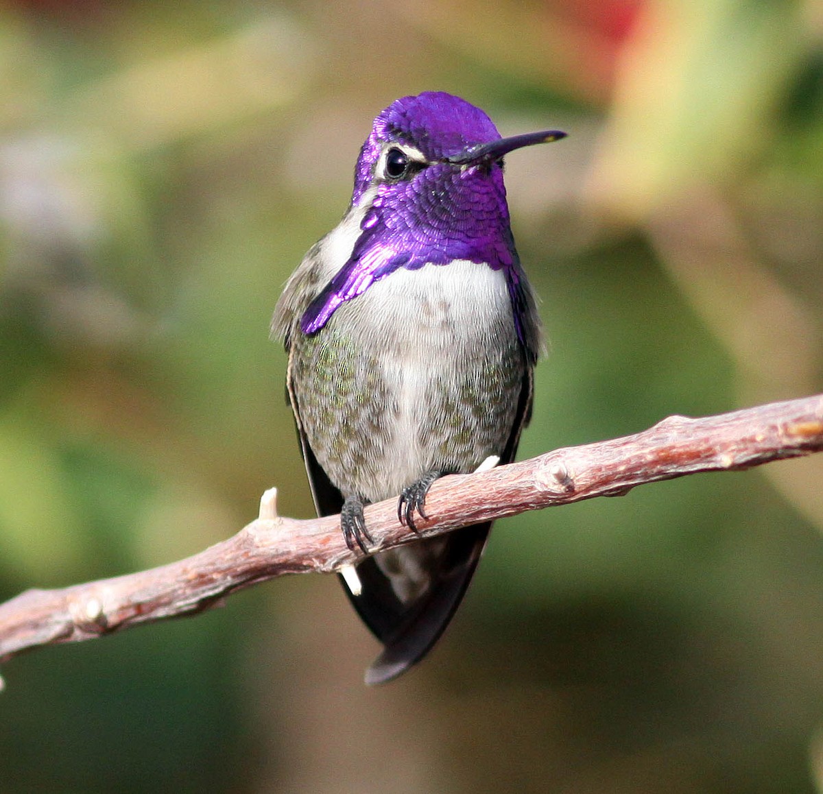 Costa's Hummingbird - Brad Singer