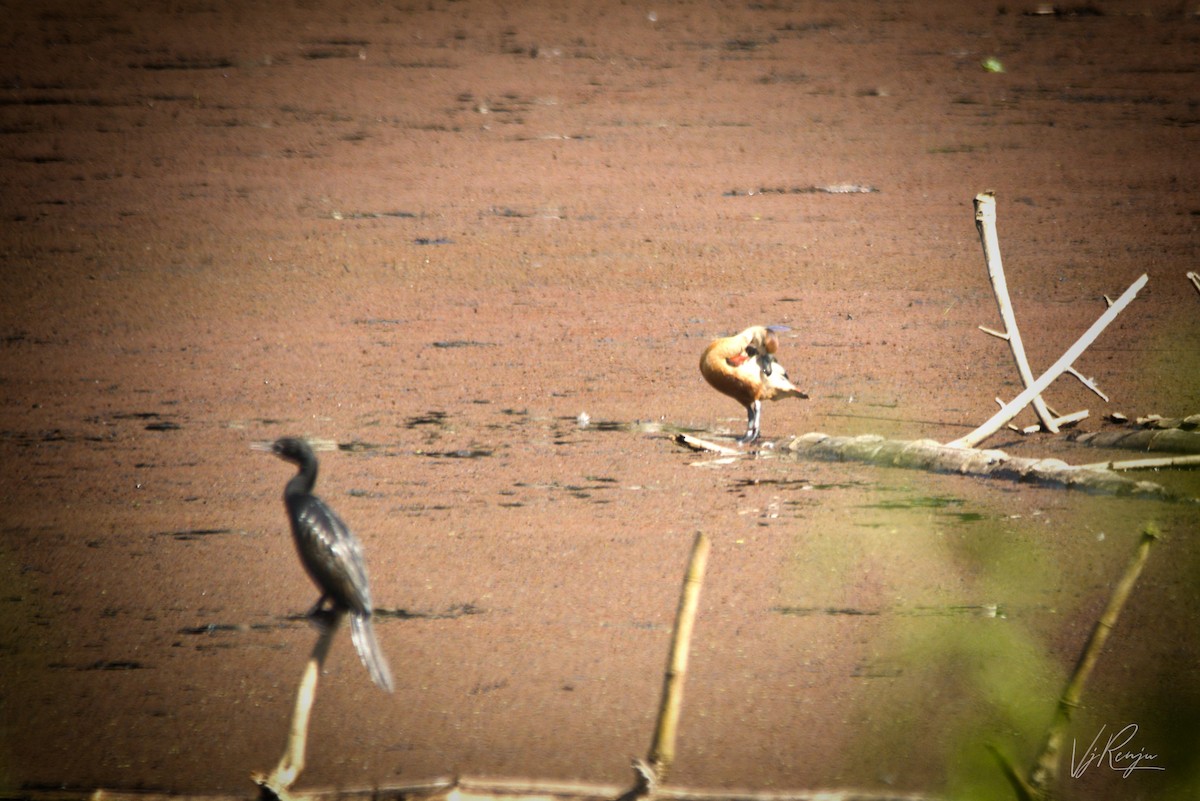 Lesser Whistling-Duck - ML262638021