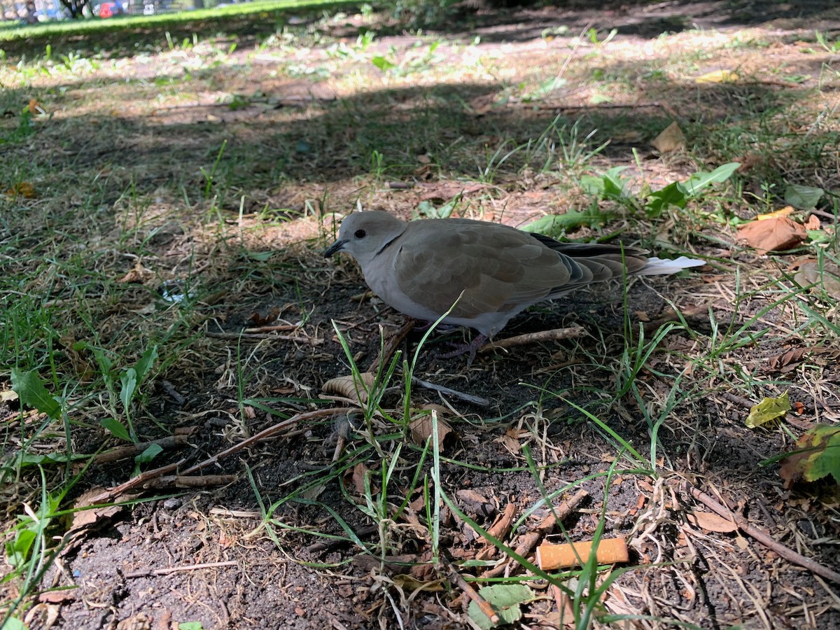 Eurasian Collared-Dove - ML262640701