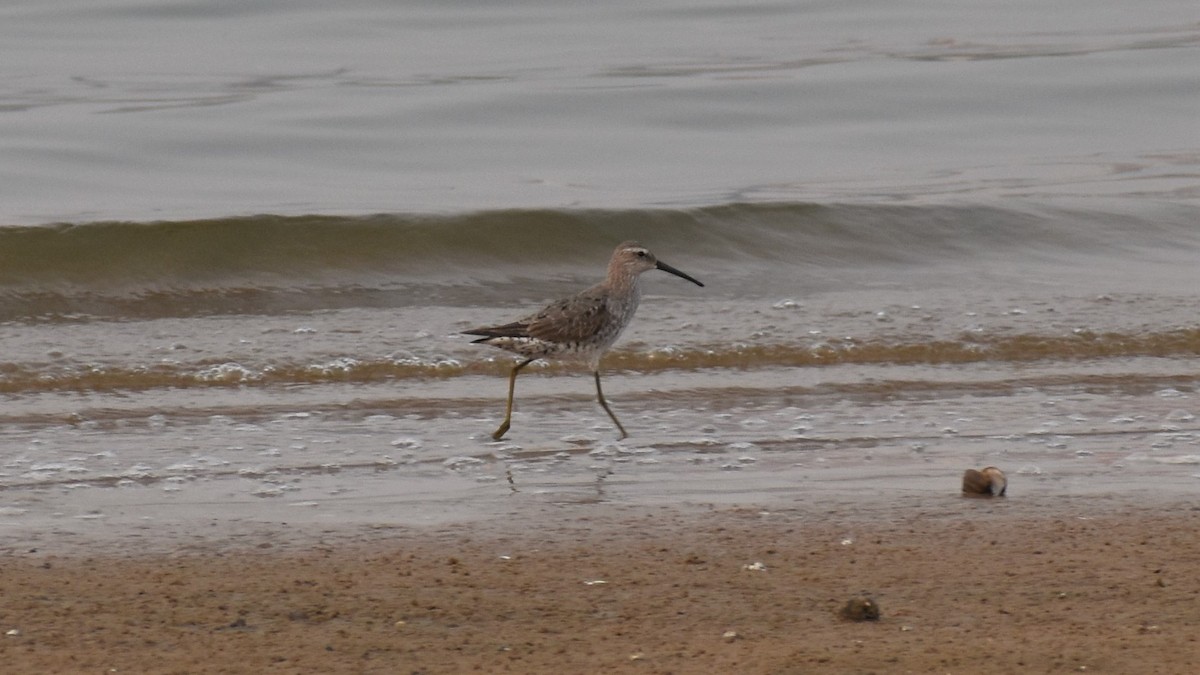 Bindenstrandläufer - ML262643081