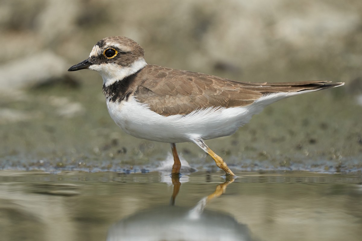 Little Ringed Plover - Miguel Rouco
