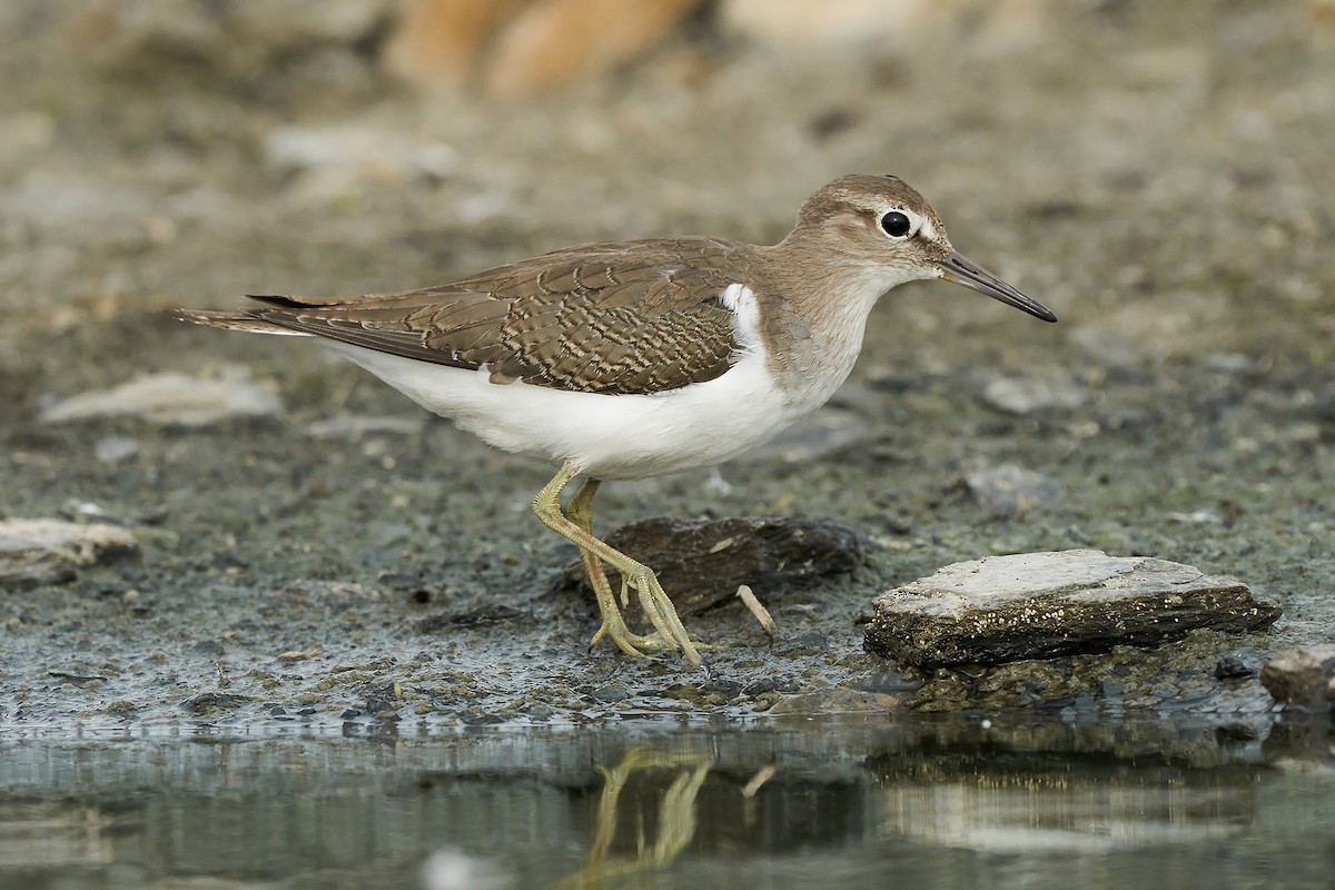 Common Sandpiper - Miguel Rouco