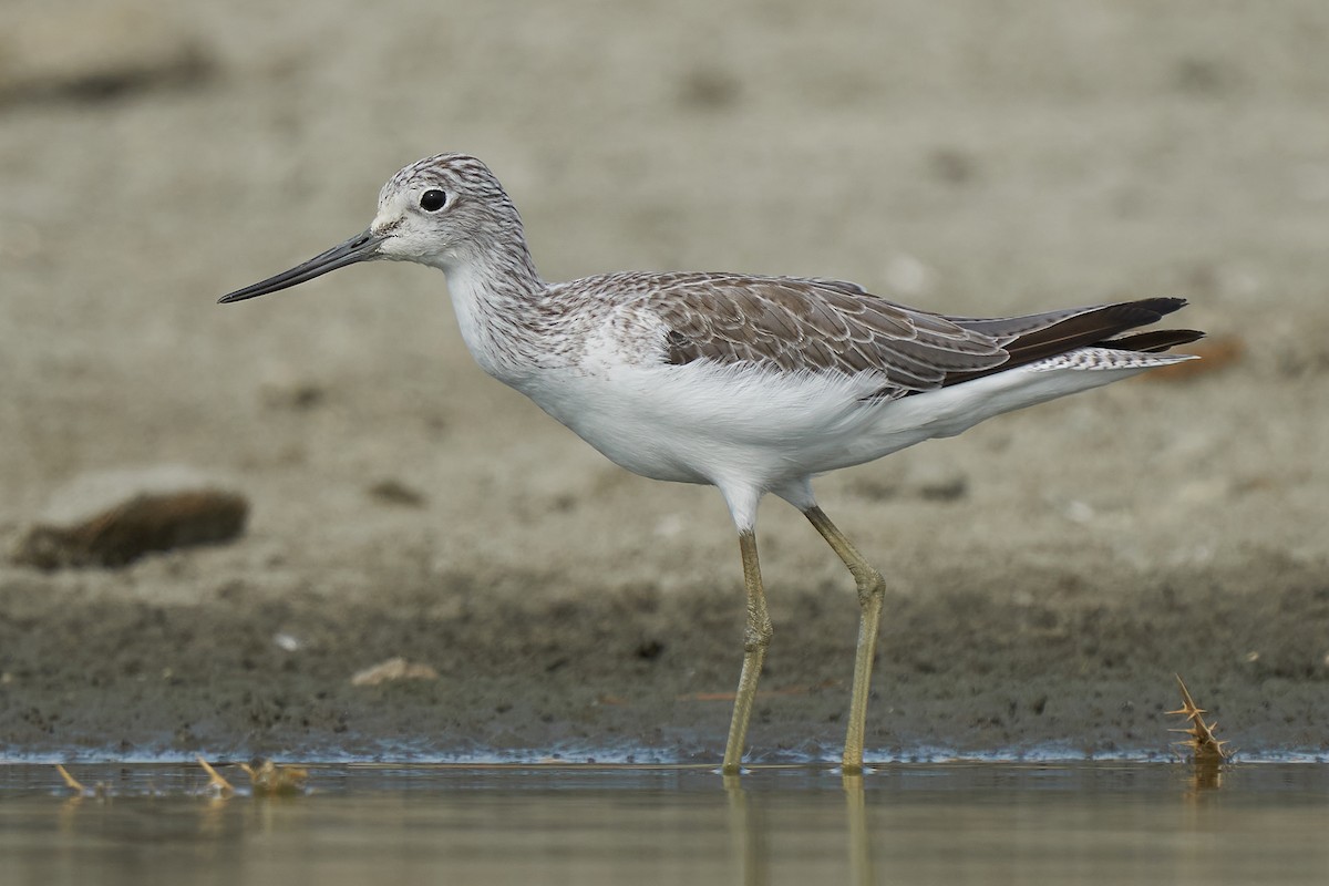 Common Greenshank - Miguel Rouco