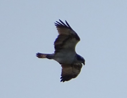 Osprey - Ralph Akkermans